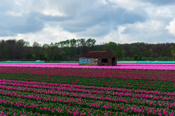 Pink tulips field
