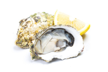 Oysters in the white background