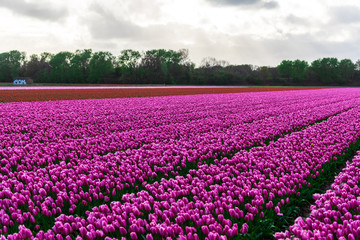 field of tulips in netherlands