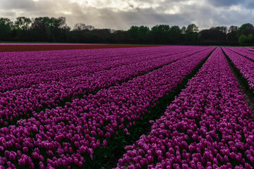 Pink tulips field