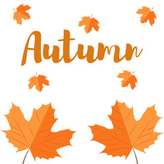 Autumn maple leaf