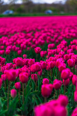 Amazing tulips field in Holland