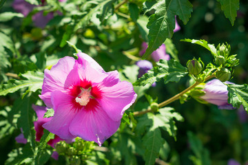 Rose flower mallow on a green background