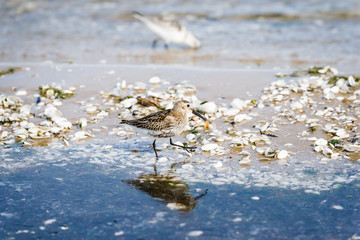 Sandpipper on seashore. Baltic seaside.