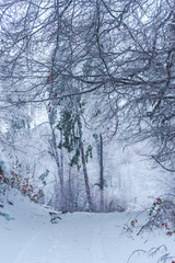 Forest in the cold winter