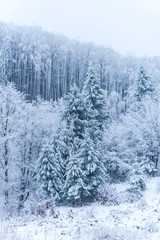Forest in the cold winter
