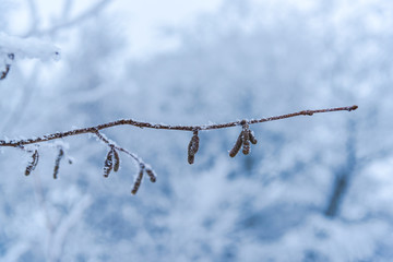 Frozen winter plants in forest