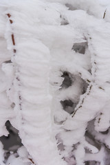 Forest in the cold winter