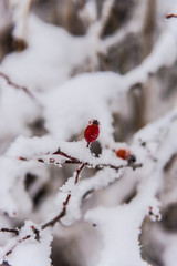 Forest in the cold winter