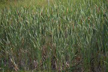 Reed. Cylindrical flower spikes of Bulrushes among reed beds of a lake. Wild nature around a pond.