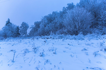 Morning winter landscape