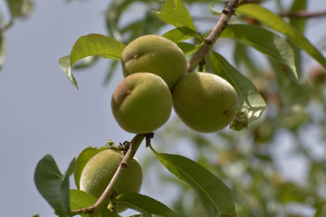 Ripening peach fruits on a sunny day.