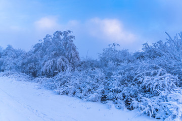 Morning winter landscape