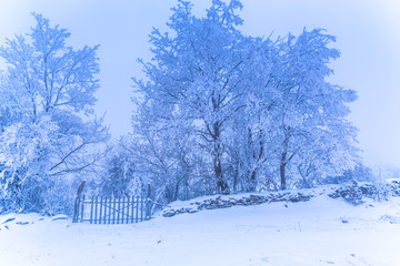 Morning winter landscape