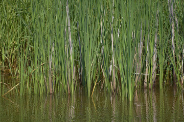 Obraz premium River with reed reflected in the water