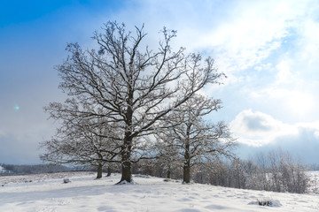 Winter landscape