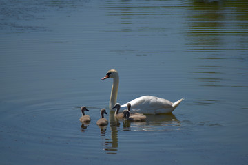 Swan family. Mother swan and baby chicks children kids swans. Birds floating on water.