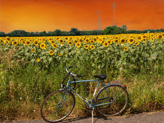 Naklejka premium breathtaking sunset over an expanse of sunflowers in the Lombard countryside. Italy