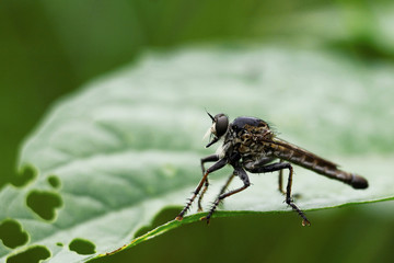 Robber Fly perch on side of leafe