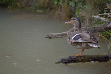 The wild duck sits on the root of the tree on the pond.