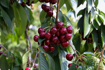 Sweet cherry hanging on branches