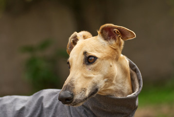 Cute dogs indoor and outdoor in winter in Argentina