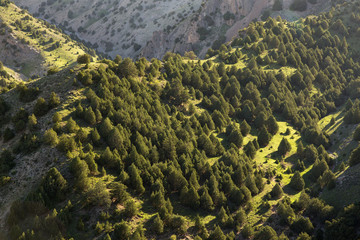 Obraz premium Juniperus Forest, Hezar Masjed Mountains, Khorasan, Iran