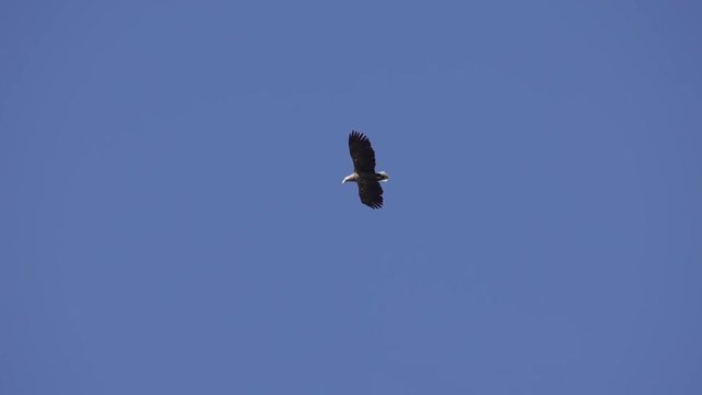 Pygargue en vol au ralenti / A sea eagle flying in slowmotion