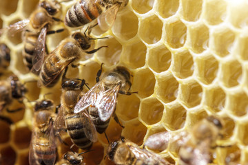 beautiful bees on honeycombs with honey close-up