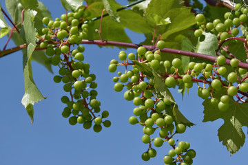 Young unripe fruit of grapevine. Sunny day.
