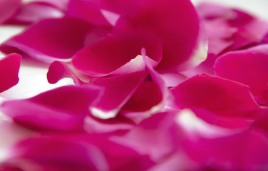 background of rose petals on a white background gently lie
