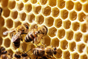 beautiful bees on honeycombs with honey close-up
