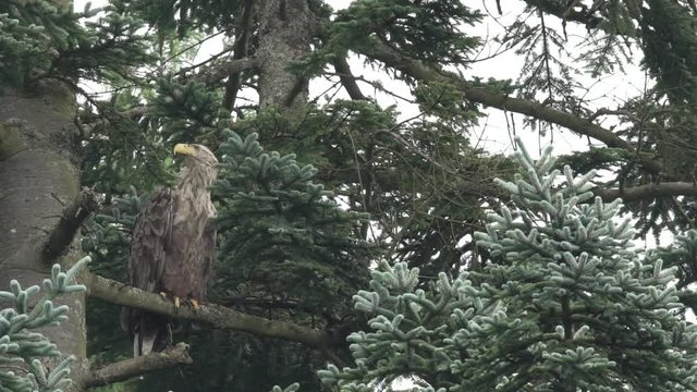 Pygargue &agrave; queue blanche assis sur une branche / A sea eagle sits on a tree