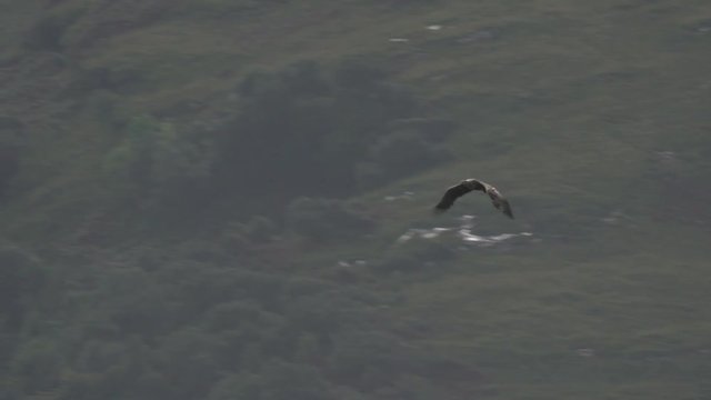 Pygargue en vol au ralenti / A sea eagle flying in slowmotion