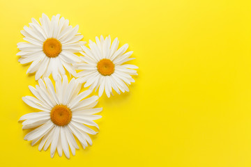 Garden chamomile flowers