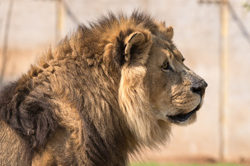 Close-up of a male African Lion