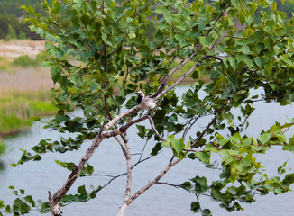 Wagtail sits on a branch