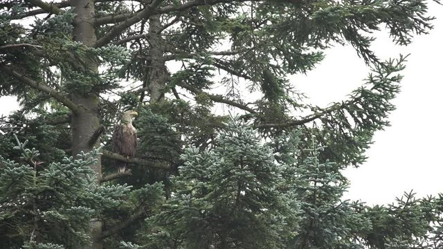Pygargue &agrave; queue blanche assis sur une branche / Large shot of a sea eagle sits on a tree