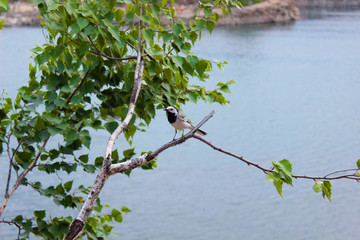 Wagtail sits on a branch