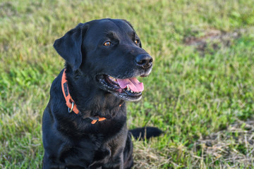 portrait of a black labrador walking in summer