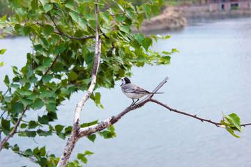 Wagtail sits on a branch