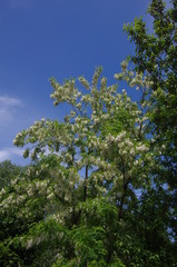 Acacia