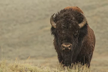 Fototapeten Bison im Yellowstone © Elishka