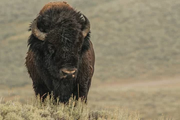 Muurstickers Bison in Yellowstone © Elishka