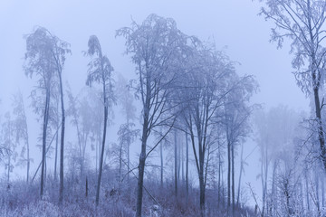 Obraz na płótnie Canvas Cold winter morning