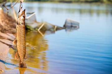 Big pike on blue river background