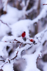 Cold winter in the forest