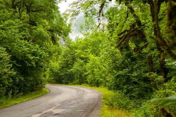Fototapeta na wymiar the paved road through a dense forest