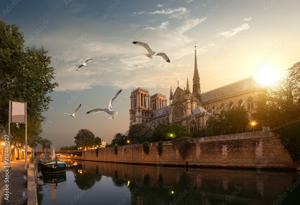 Wall mural seagulls over notre dame