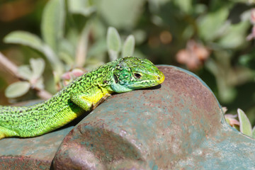 Lézard vert sur fontaine en fonte